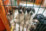 За жестокое убийство собак амурчанина приговорили к исправительным работам