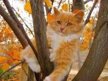 Кот-русалка из Тамбовки, у кого самые длинные в мире ноги и фотофакт про обычный пень: утро с АП