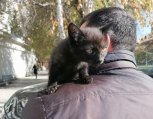 Несуеверный мэр: Олег Имамеев взял домой третьего чёрного кота
