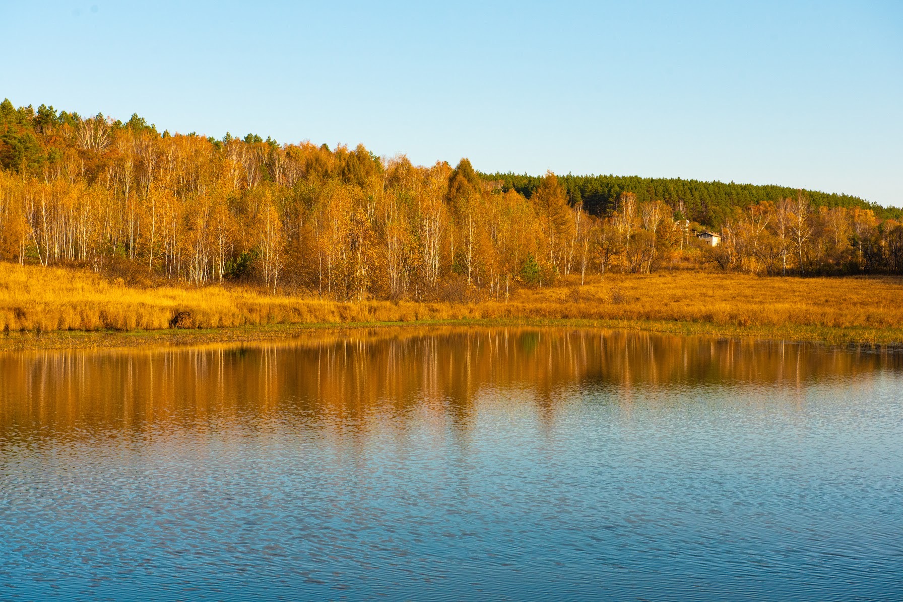 Прогноз амурская