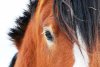 Лошадь с жеребенком стали жертвами ДТП под Свободным