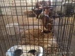 Временный дом для пса: в Тынде открыли пункт передержки бездомных животных