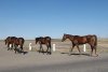 Лошадей сбили, коров застрелили: за неделю в Амурской области погибли шесть животных