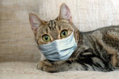 Коронавирус, да не тот: могут ли кошки и собаки заболеть COVID-19 и заразить хозяев