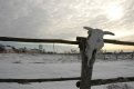 Организатора коровьей свалки ждет штраф в несколько тысяч рублей.