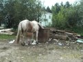Лошади предпочитают пастись прямо во дворе многоквартирных домов.