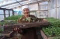 Теплицы в Воронже позволяют обитателям приюта выращивать рассаду.
