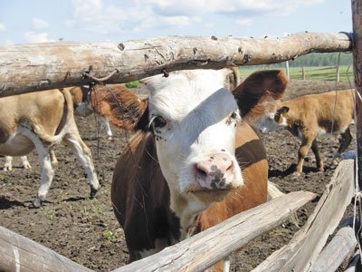 Мясное поголовье планируют довести до 1000–1200 животных.