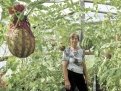 У Елены Бачило своя технология выращивания арбузов.