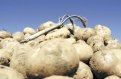 Золотистый вредитель может полностью уничтожить урожай картофеля.