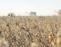 Если условия для роста зерновых в нынешнем году были одними из самых плохих, то для сои, напротив, о