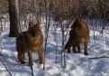 Эти красные волчицы появились в Шкотовском сафари-парке в декабре.
