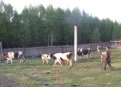 в Тынде в личных подсобных хозяйствах числится 36 голов крупного рогатого скота.