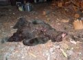 Медведь, убитый в районе станции Чильчи.