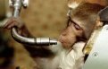 Кроша прожил дольше всех обезьян-космонавтов: у него было несколько жен и пятеро детей.