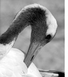 Муравьевский парк притягивает удивительных птиц и людей