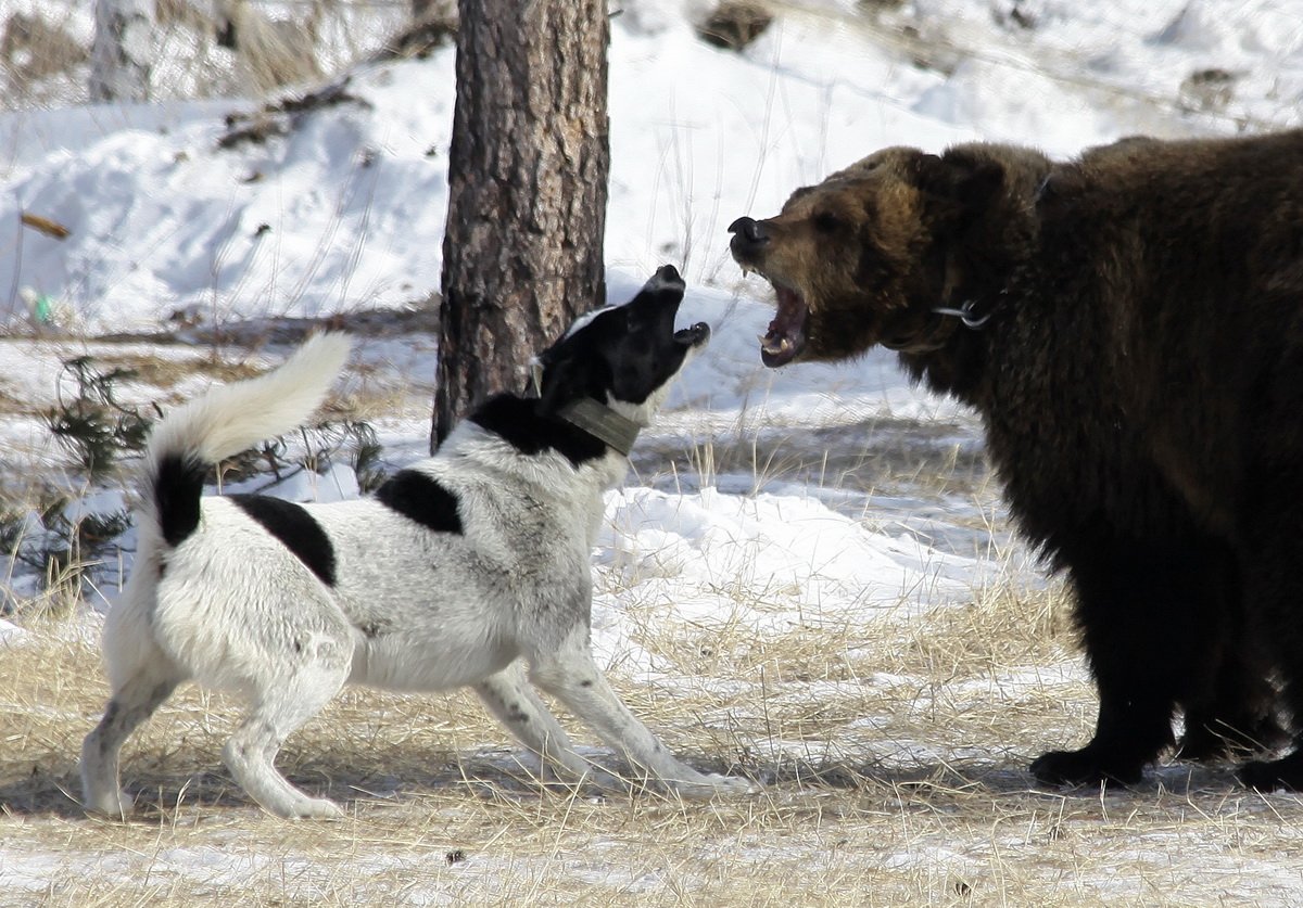 Видео собака привела медведей. Карельская медвежья лайка. Западно Сибирская лайка медведь. Сибирская медвежья лайка. Лайка медвежатник порода.