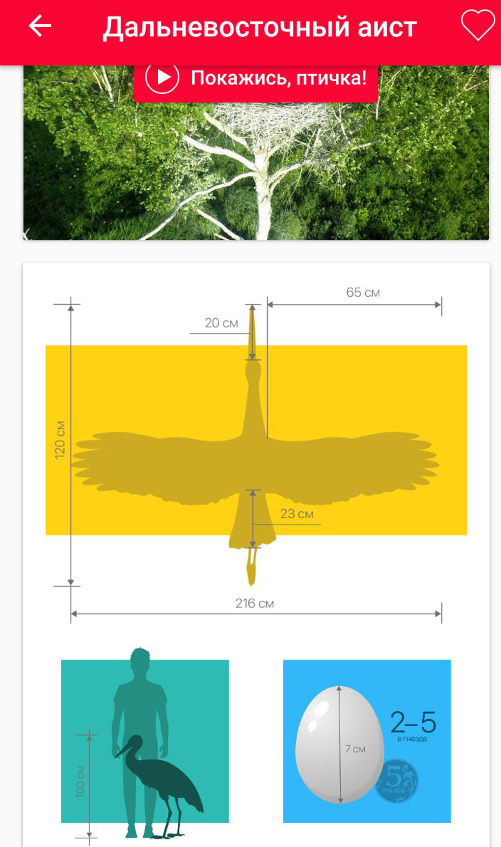 Созданное дальневосточными экологами мобильное приложение поможет посчитать  аистов — Амурская правда, новости Благовещенска и Амурской области