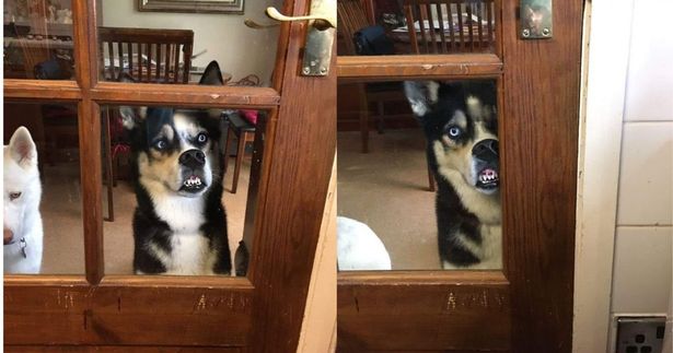 Пес голодный пес безродный. Собака прислонилась к шкафу. Голодный пес. Собака прижалась к стеклу. Ребенок облизывает кухонную дверь.