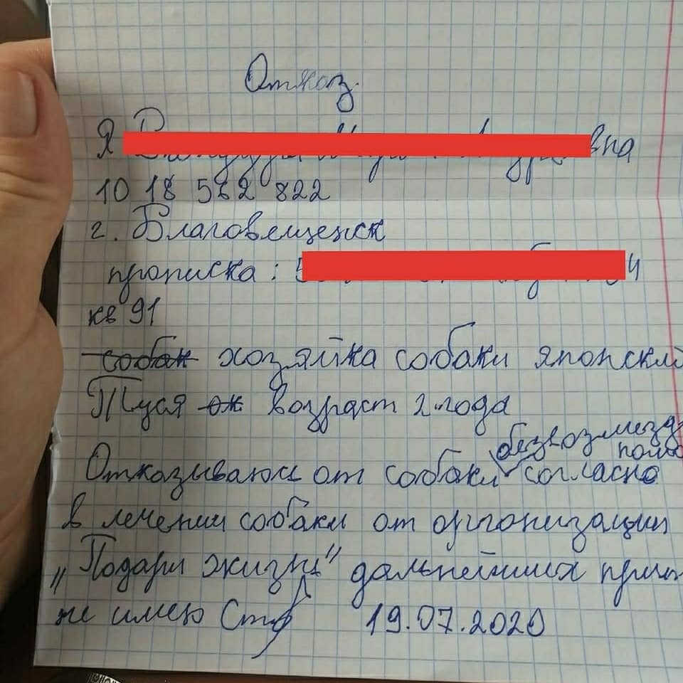 Бедная Туся: выброшенной с пятого этажа благовещенской собаке собирают  деньги на операцию — Амурская правда, новости Благовещенска и Амурской  области