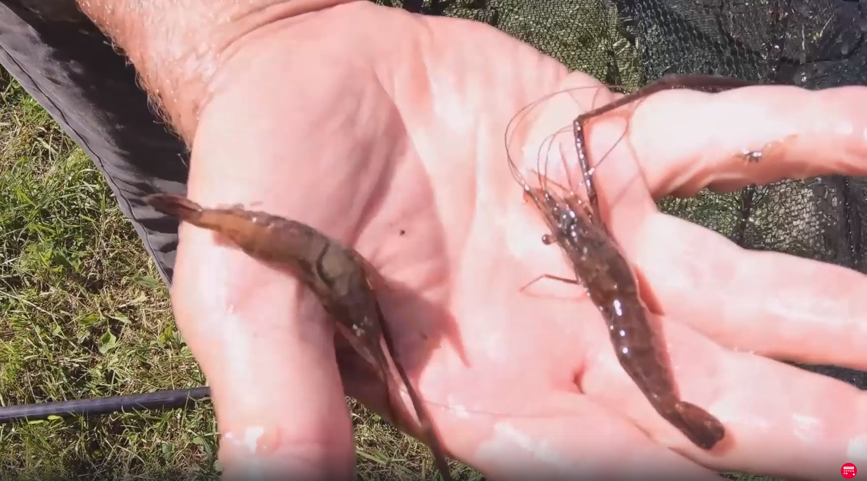 Настоящая амурская креветка. Фото: Скриншот видео Ильи Тяна