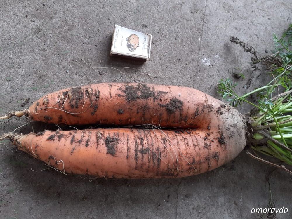 Сколько весит морковка. Люся морковка кто это.