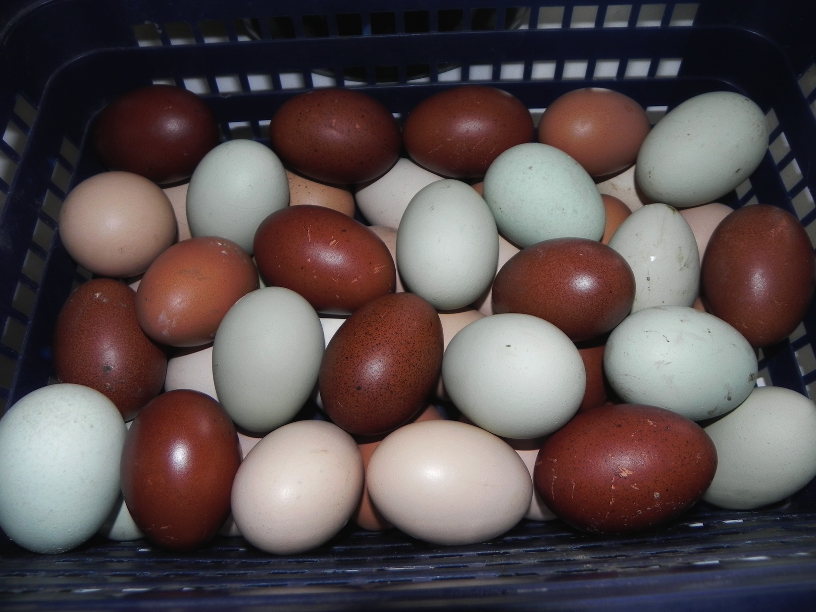 Куры которые несут цветные яйца породы. Куры Араукана яйца. Маран араукан яйца. Яйца кур Маран. Пасхальные яйца Маранов.