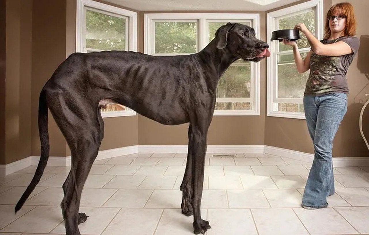 Самая высокая собака фото в мире