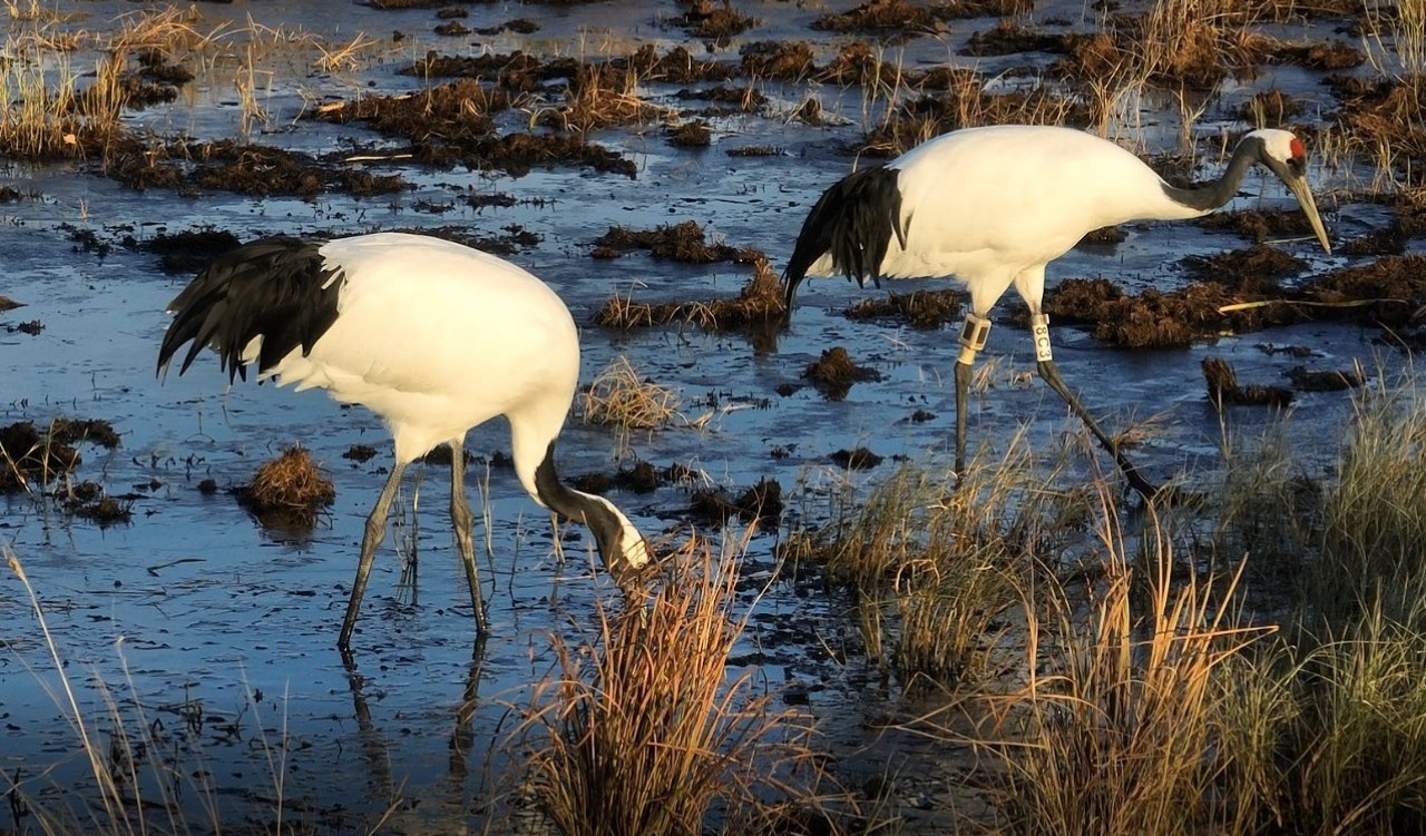 Фото: t.me/amur_birds
