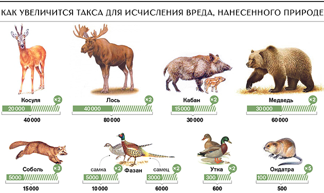 наказание за незаконную охоту на косулю