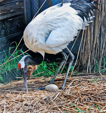 Ока садится на гнездо, лето 2011 года. Фото: Журнал «Наука и жизнь» Ока садится на гнездо, лето 2011 года. Фото: Журнал «Наука и жизнь»