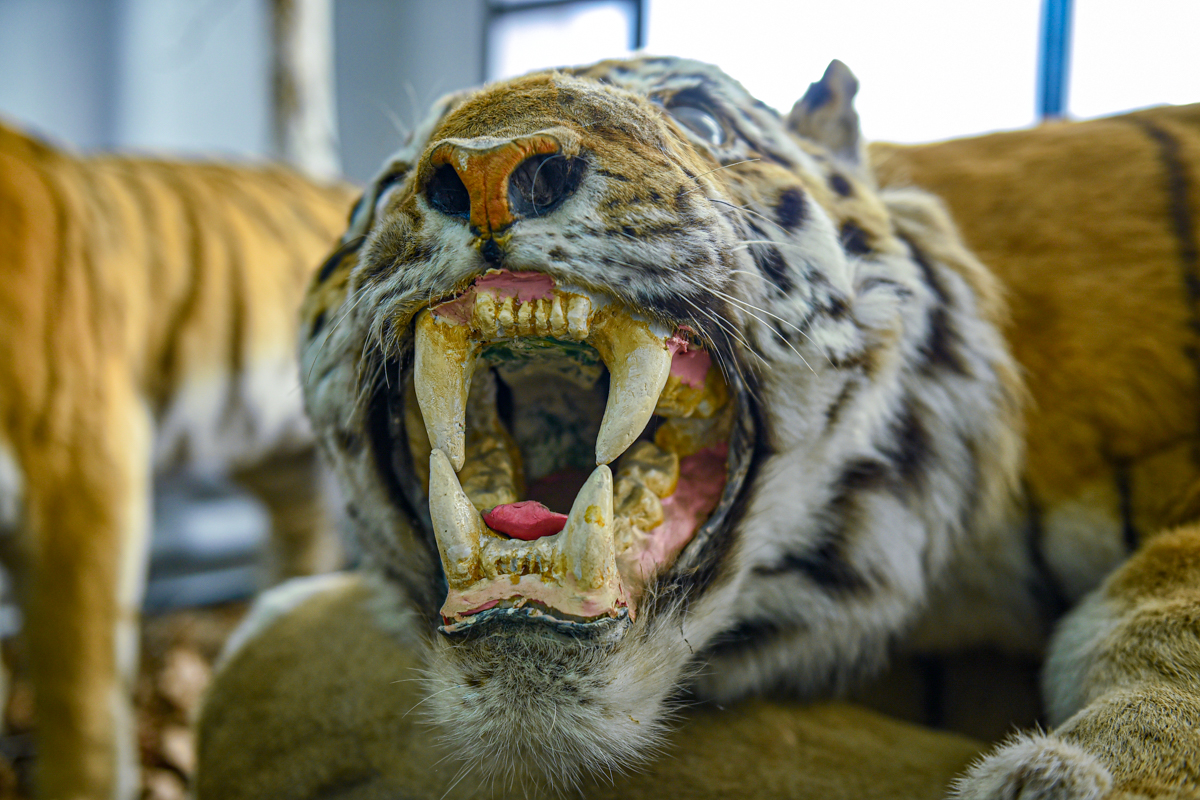 Тайгер 300. Амурский тигр оскал. Чучело тигра. Тигр 300 кг.
