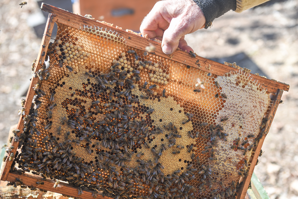 Пасечник собирает мед. Как собирают мед. Фото мая собирает мед. Как называют людей которые собирают мед.