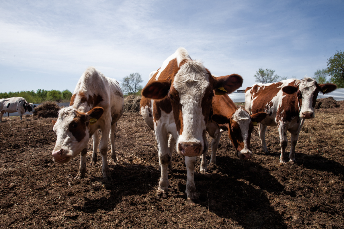 Сарай для коров своими руками – основные особенности возведения