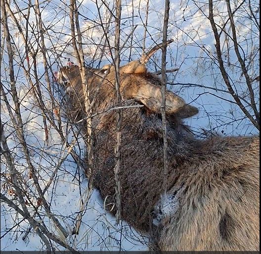Фото: Управление по охране животного мира по Амурской области Фото: Управление по охране животного мира по Амурской области