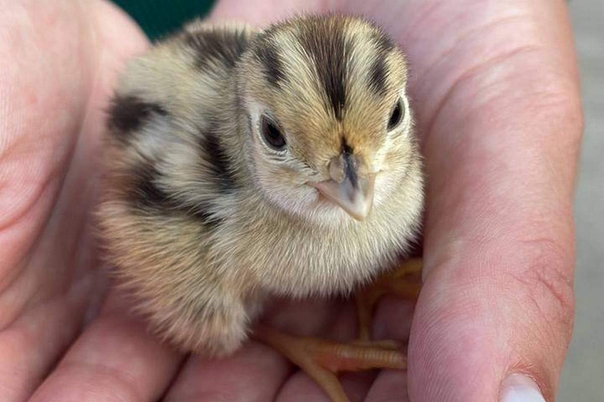 Фото: amurobl.ru