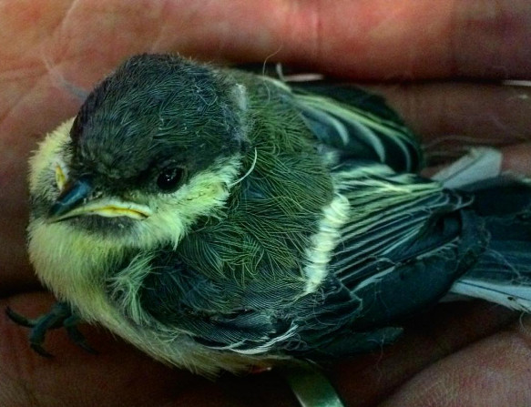 Инстаобзор АП: поющий Харатьян, спасенный птенец и прогулки по Благовещенску