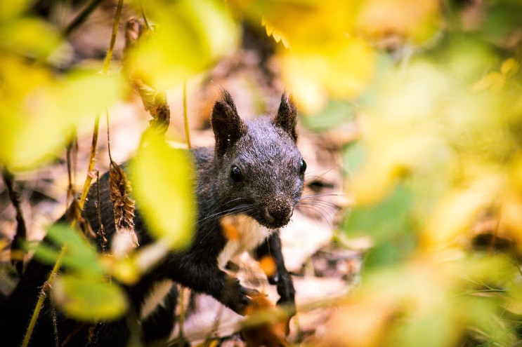 В инстаобзоре АП — золотая амурская осень
