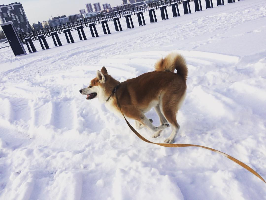 Инстаобзор АП: снеговик в окне, завтрак в снегу и тушенка из участников «Дома 2»