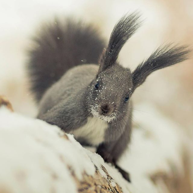 Инстаобзор АП: наглый поползень, Деды Морозы идут на  штурм и звезда тайского бокса