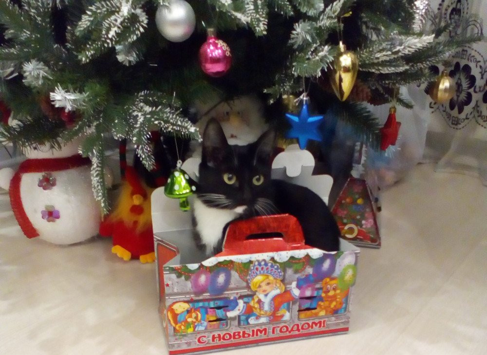 С Новым котом! В фотоконкурсе АП коты побеждают собак