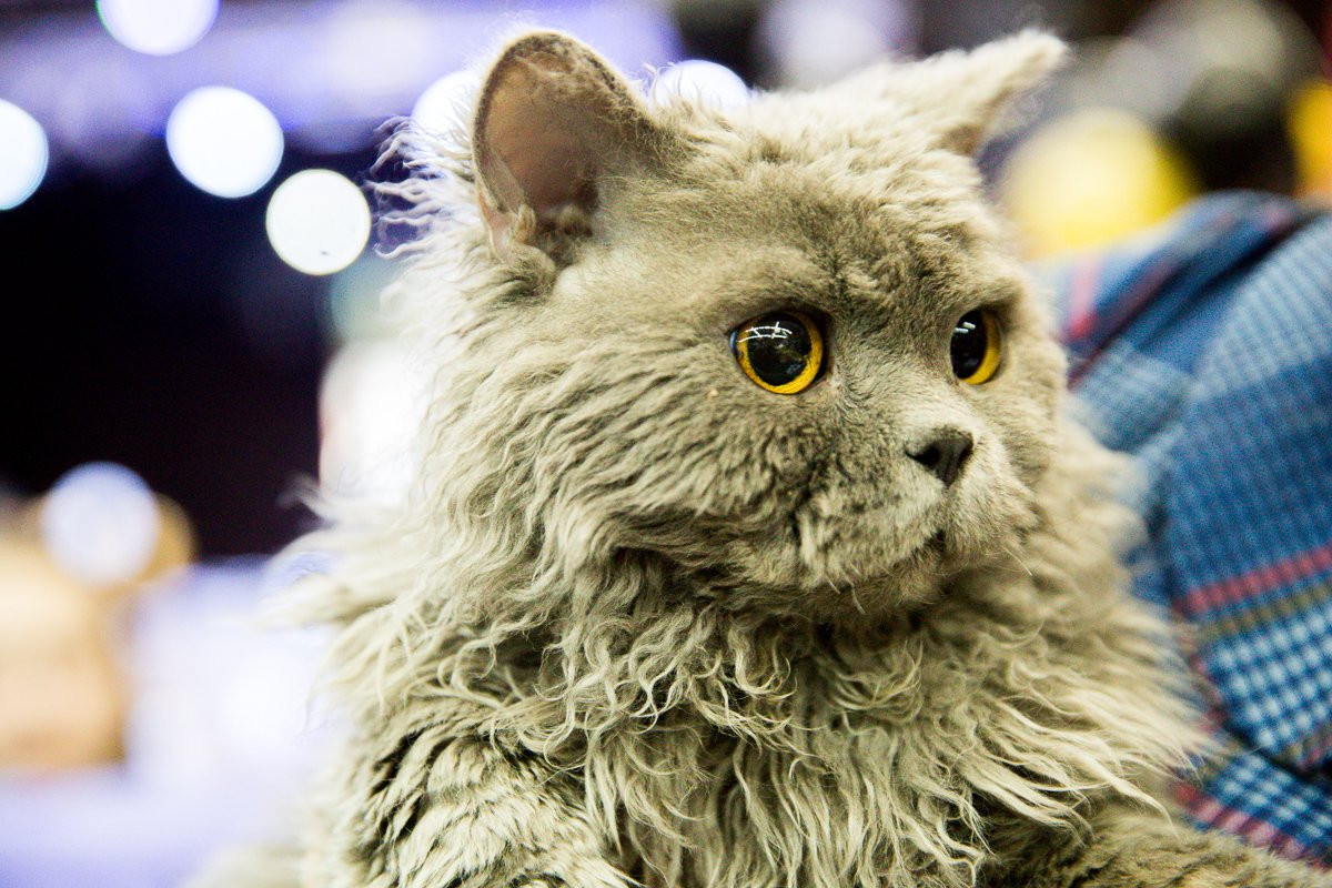 Кошки с окрасом леопарда и овечьими шубками: в Благовещенске проходит выставка усатых-полосатых