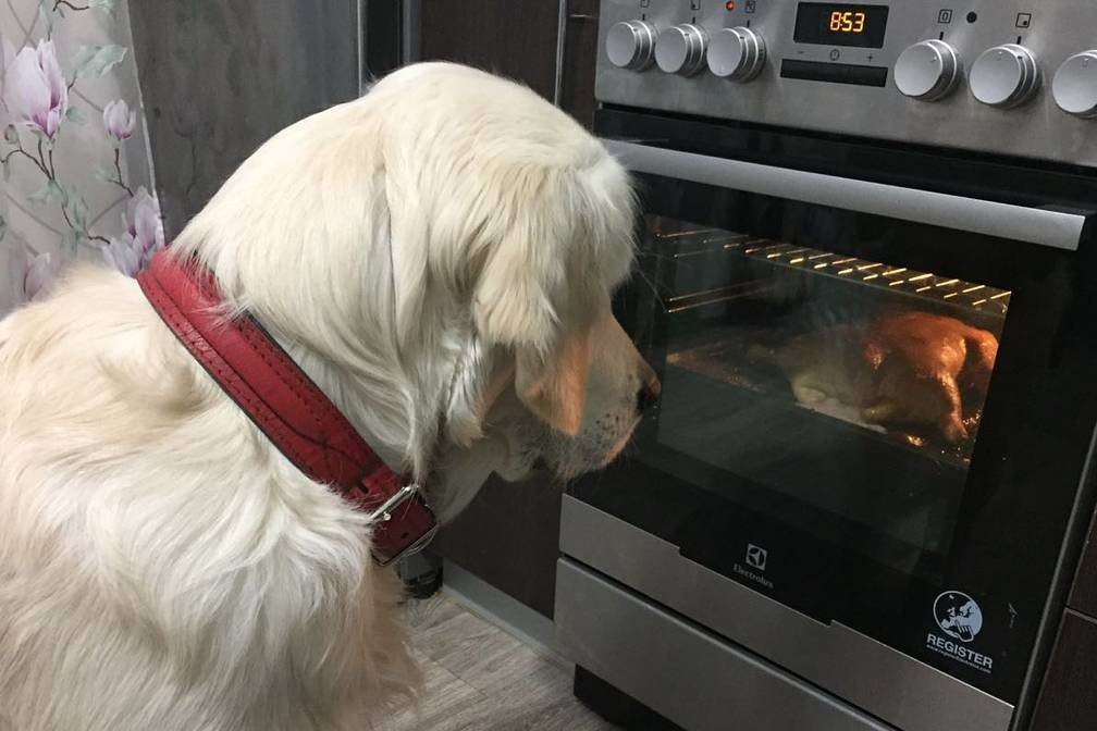 Инстаобзор АП: пожар, огни Благовещенска и Хэйхэ и собака в редакции АП