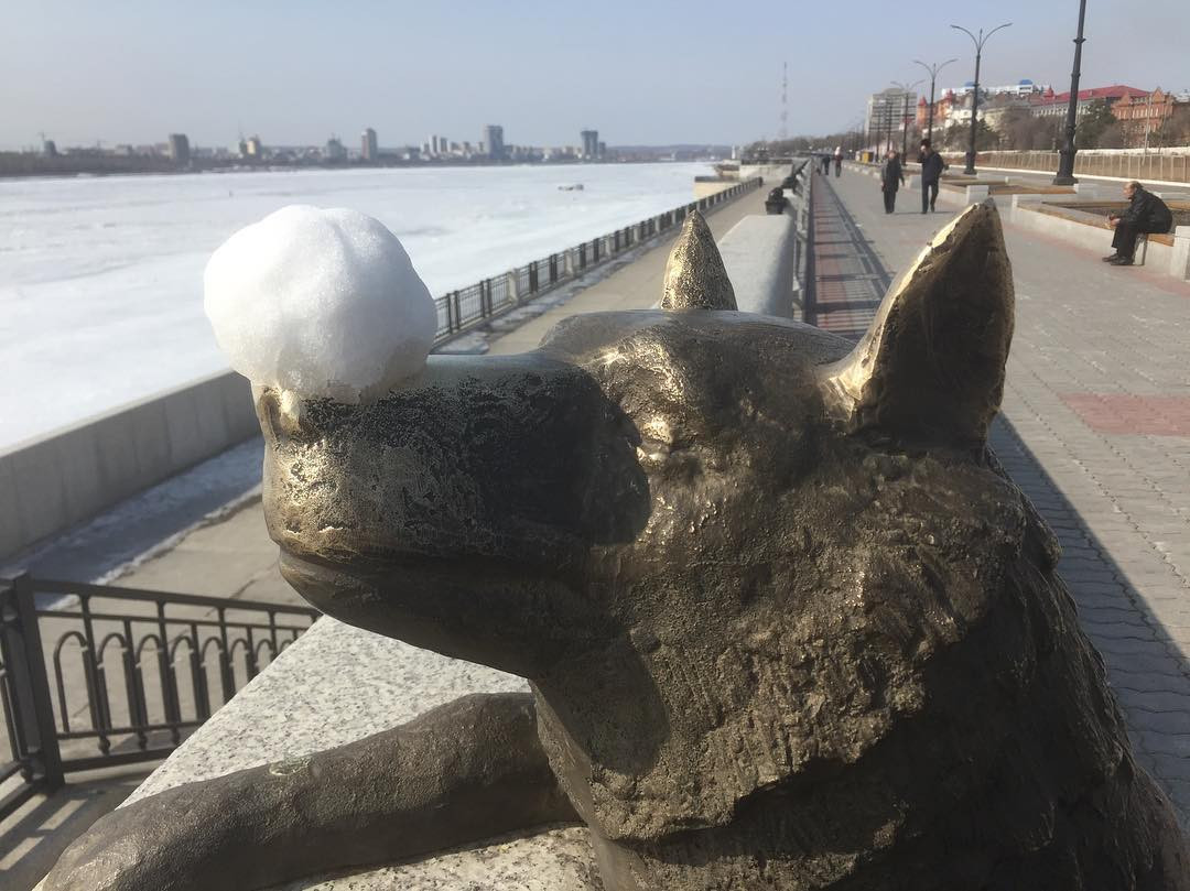 Инстаобзор АП: невозмутимые коты, гигантская щука и белые медведи на Амуре