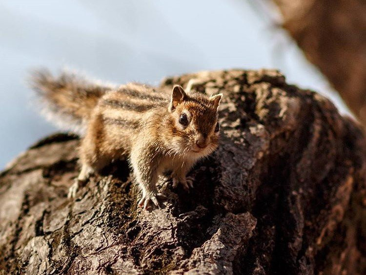 Инстаобзор АП: встреча с мамонтом, благовещенские закаты и китайский кот
