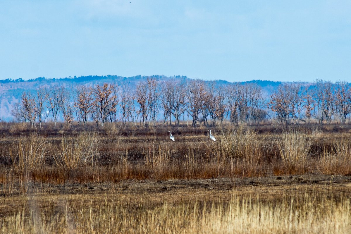 Дом для аиста: как охотоведы строят птичьи гнезда. Фоторепортаж