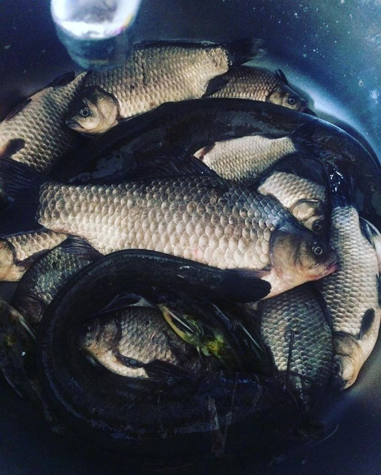 Инстаобзор АП: Дружок под угрозой, невозмутимый кот под зонтом и амурские пейзажи