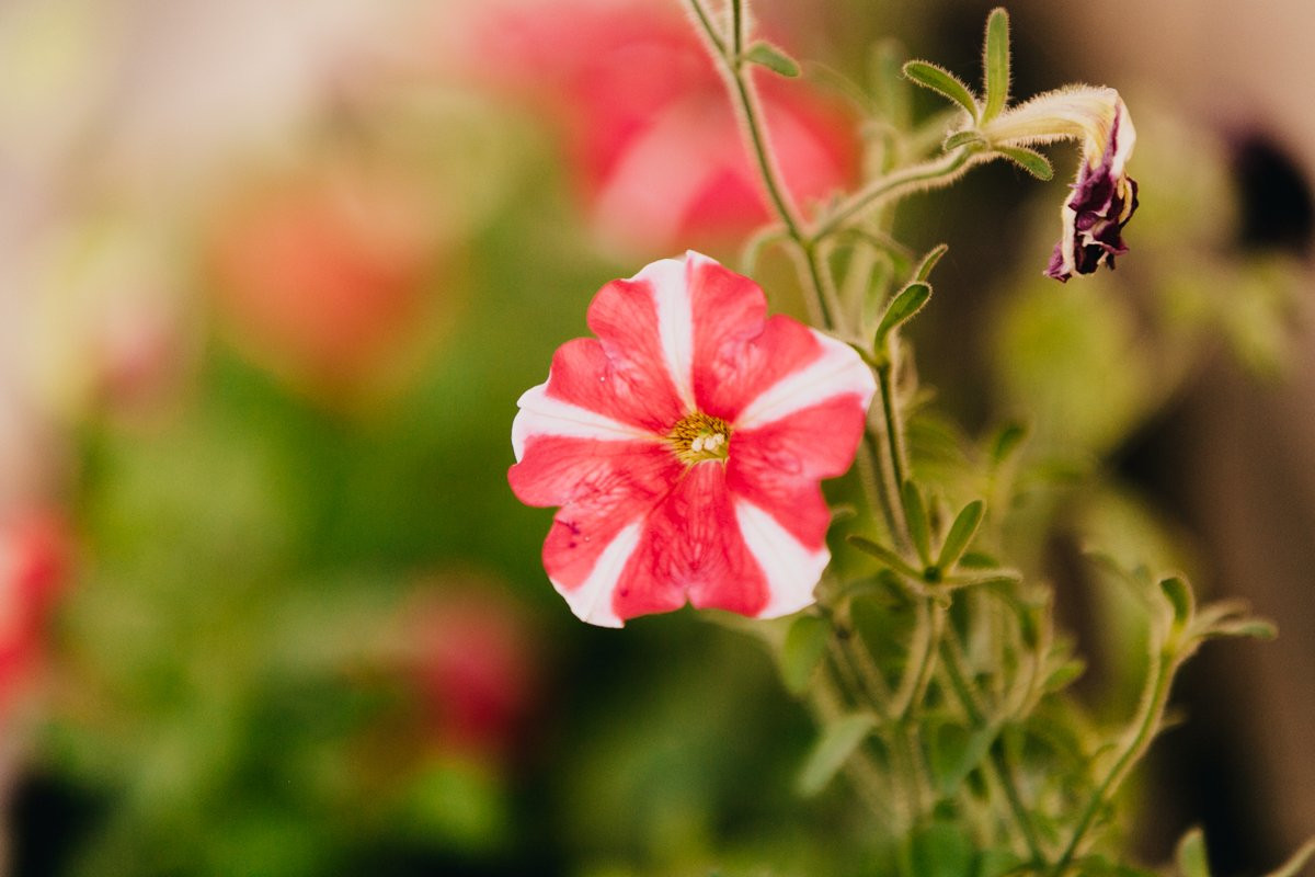 Совсем распустились! В фоторепортаже АП — цветущее Приамурье