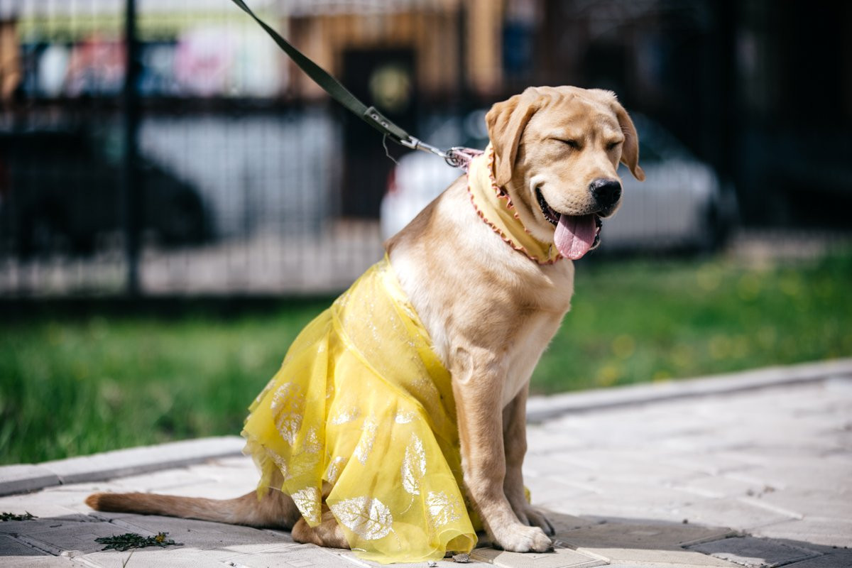 На Благовещенскую выставку собак впервые приехал фландрский бувье (фоторепортаж)