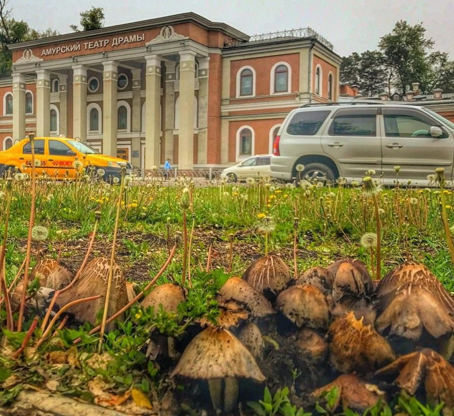 Грибы с театром, кот-сисадмин и звездный Хэйхэ: инстаобзор АП